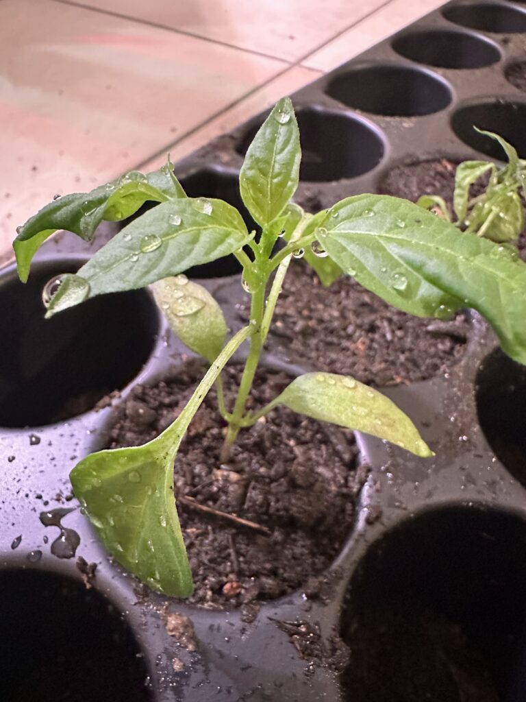 Ein junger, grüner Paprika-Setzling mit Wassertropfen auf den Blättern wächst in einem Anzuchttopf für eine reiche Ernte für Selbstversorger-Familien.