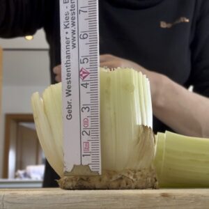 Staudensellerie Strunk wir mit einem Messer bei 4 cm Markierung auf einem Lineal abgeschnitten