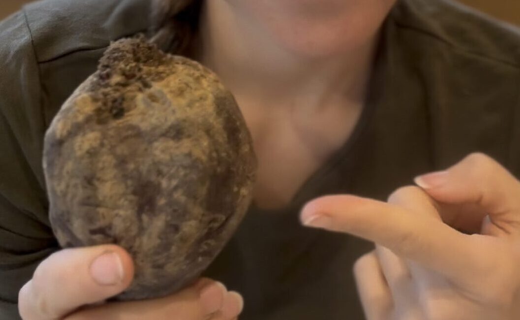 Rote Bete vorziehen: Dein Guide für eine sichere & frühe Ernte