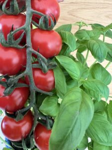 Eine Rispe reifer roter Tomaten wächst in direkter Nachbarschaft zu einer gesunden, grünen Basilikumpflanze. Das Bild verdeutlicht die Vorteile der Mischkultur beim Basilikum aussäen.