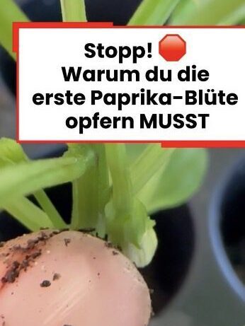 Nahaufnahme einer Paprikapflanze mit der ersten Knospe in der Astgabel, Texteinblendung: Warum du die Königsblüte der Paprika entfernen musst.