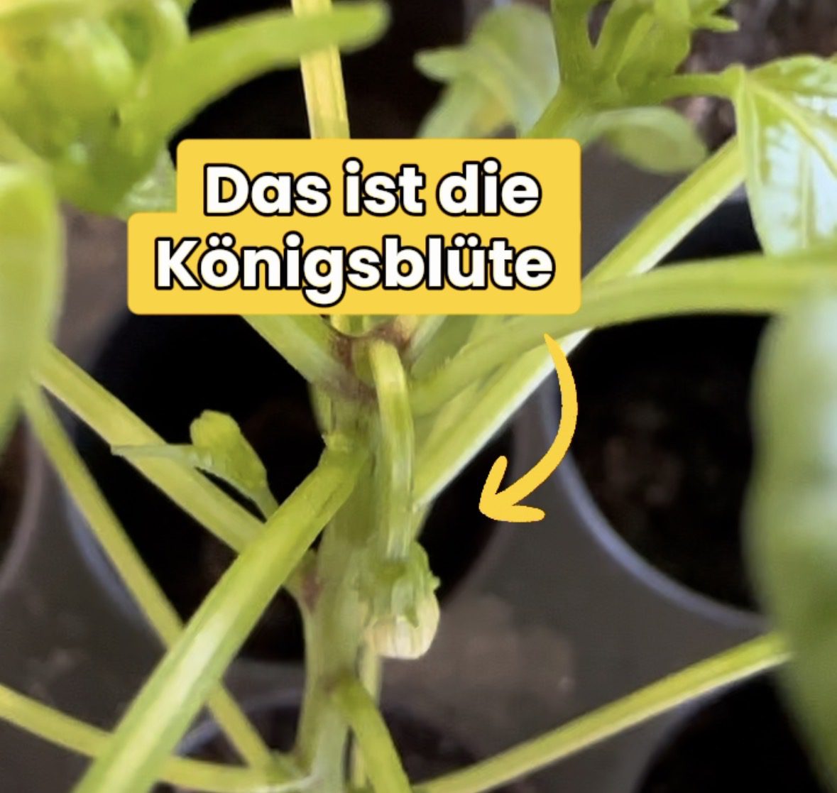 Königsblüte der Paprika: 3 klare Merkmale & warum du sie entfernen musst