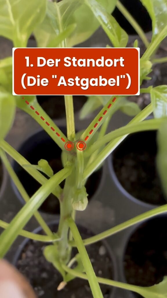 Grafik zur Bestimmung der Königsblüte der Paprika: Markierung der ersten Astgabel im Haupttrieb als korrekter Standort der Blüte